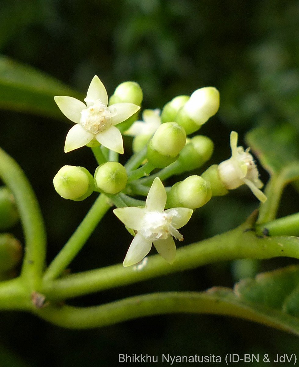 Urophyllum ceylanicum (Wight) Thwaites
